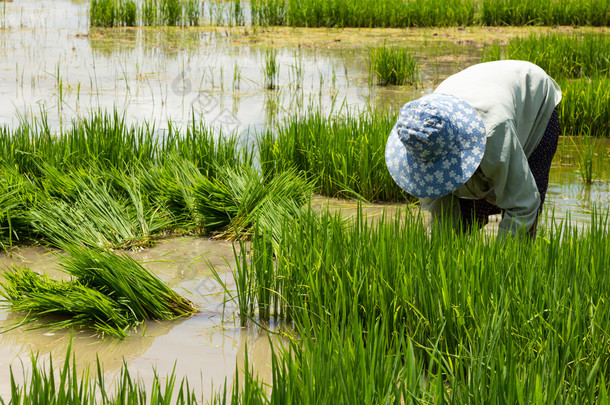 农民种植水稻水稻耕地