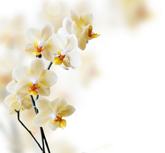 美丽的白色兰花