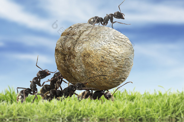 <strong>蚂蚁团队</strong>