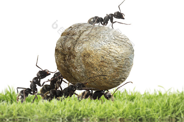 <strong>蚂蚁团队</strong>