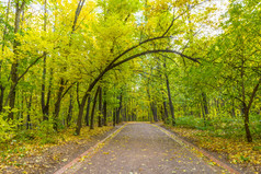 秋季公园的人行道。有黄色树木的森林