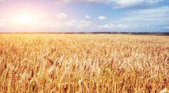 蓝蓝的天空，金色的田野的小麦.