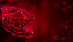 玫瑰。红玫瑰。束红玫瑰。对花岗岩背景的几种玫瑰。情人节那天，婚礼天背景。玫瑰花瓣和心情人节礼品盒。情人节礼物和婚礼边境。水域滴眼液对玫瑰花瓣