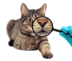 猫和放大镜。兽医医生让查的一只猫.