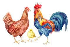 鸡、 母鸡、 公鸡、 鸡蛋。水彩绘画