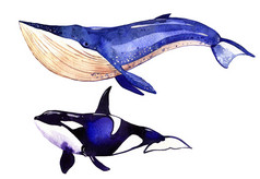 水彩的鲸鱼，逆戟鲸