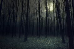 月亮光在黑暗中秋天的树林.