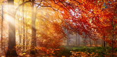 红色秋天一棵树与朦胧曙光