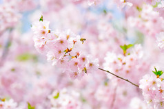 粉红盛开的花朵