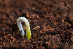 新的生活开始。新的起点。在土壤上的植物发芽.