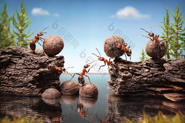 <strong>蚂蚁团队</strong>建设大坝，<strong>团队</strong>合作