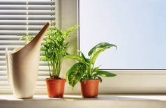 观赏植物在窗台上的花盆里