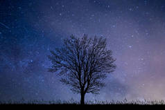 在晚上与繁星密布的天空树