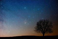 在繁星满天的夜晚棵孤独的树。心宿二区域