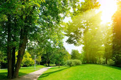 在公园里的阳光灿烂的日子。太阳的光线照亮绿草和 tr
