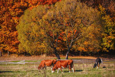 奶牛放牧在郊区的秋天的树林.