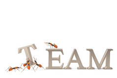 团队合作与协作蚂蚁建筑钢文本