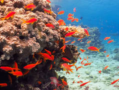 在红海与鱼类和珊瑚一起潜水水下珊瑚礁世界