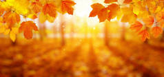 秋天的叶子落在太阳上,模糊了树木.秋季背景.