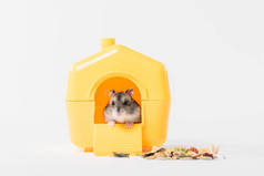可爱, 有趣的仓鼠里面的黄色塑料宠物屋灰色
