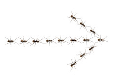 蚂蚁走进一个箭头