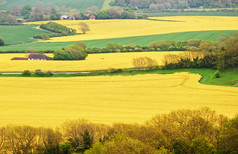 俯瞰色彩艳丽的油菜籽黄色田野的乡村风景
