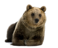 女性棕色的熊，8 岁，躺着白色背景