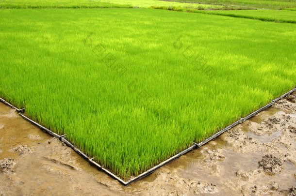 用机器种植水稻幼苗.