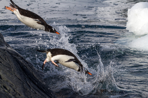 巴布亚企鹅跳入水从岩石
