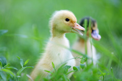 小可爱小鸭绿草、 户外