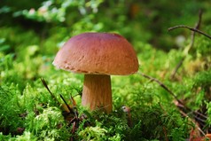 Cep 蘑菇生长在欧洲森林