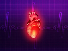 心脏疾病 3d 解剖图紫色粉红色