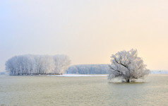 多瑙河流域和霜树