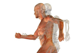 人体三维解剖与骨骼