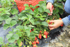 女性收获草莓