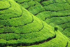 茶种植园高地