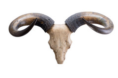 公牛 (Bos sauveli) 隔离在白色背景上的头颅骨