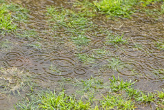 雨造成在一片草地上飞溅和水坑