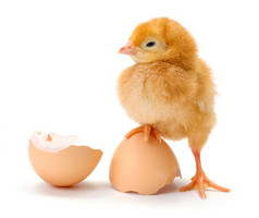新生儿的棕色鸡站在蛋壳上