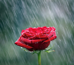 红玫瑰水滴成雨。