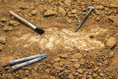 骨架和考古工具。培训为挖化石的.