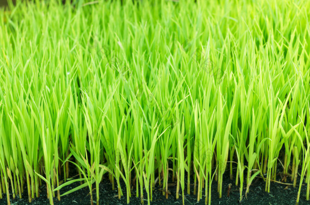 青年绿色稻田。年轻的绿色水稻。绿色水稻植株。绿色水稻幼苗叶片的麦田.