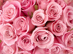 装饰粉红玫瑰壁纸