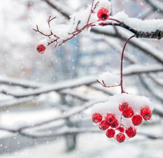 冻结的白雪覆盖的山灰红色浆果