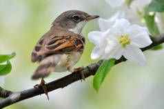 年轻的小鸟黄喉鹀坐在苹果树的树枝上, 那绽放
