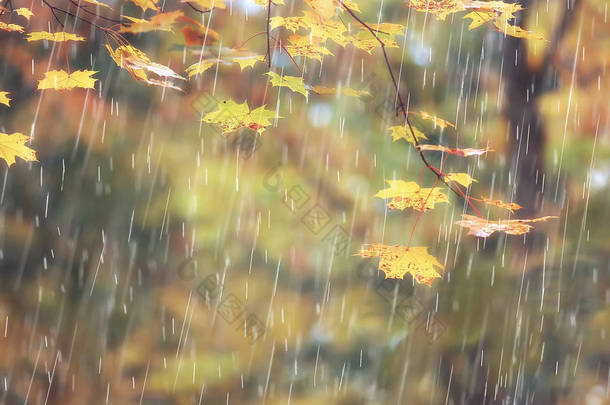 秋季公园, 雨天背景/秋季景观背景雨质地在10月的公园里, 走在恶劣的天气, 滴水, 刮风的天气, 恶劣的天气, 悲伤的心情