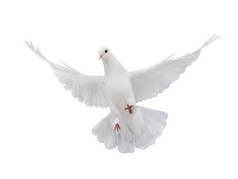 自由飞翔的白鸽被孤立在白色的背景上作为和平的象征