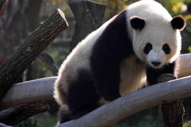 年轻的大熊猫, 大熊猫大熊猫爬上树枝