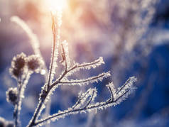 在冬日阳光明媚的日子里, 草地上的霜冻