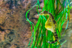 大型腹部海马在宏观特写，黄色与黑斑，热带鱼从澳大利亚海洋